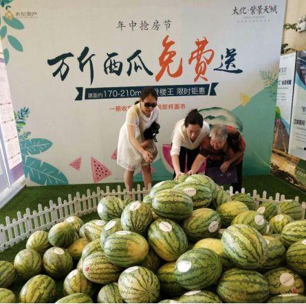 紫瓜怎样吃,探索美味与营养的完美结合