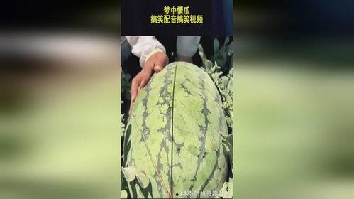 吃瓜视频恶搞声音,笑料百出，欢乐无限