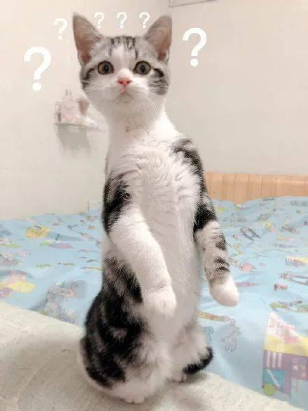 道具 吃瓜猫咪,揭秘宠物界的“八卦达人”