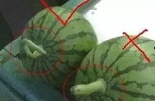 夏天吃瓜正确方法